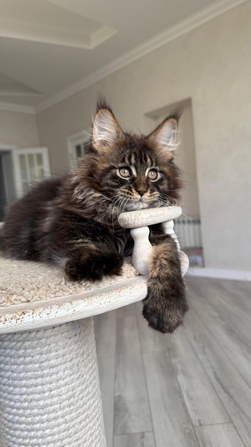 Unicum Maine Coon male, black tabby