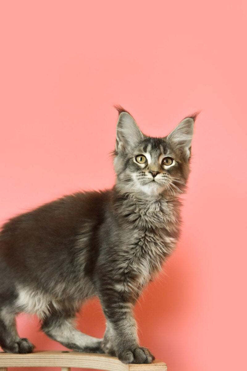 Zelda Maine Coon female, black ticked tabby