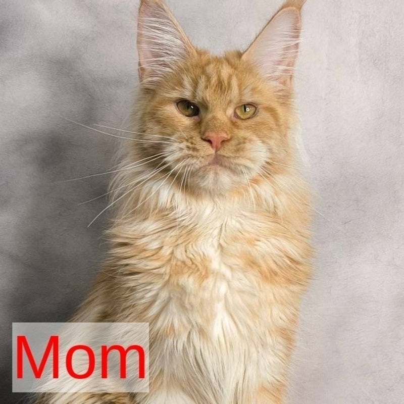 Luthor Maine Coon male, red tabby