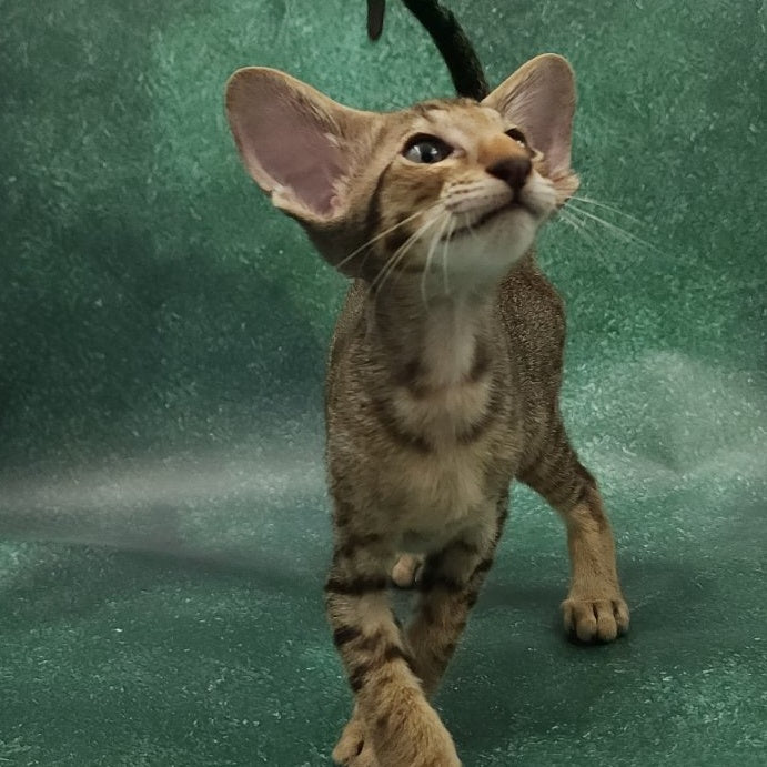 Azur Oriental Shorthair male, black spotted tabby