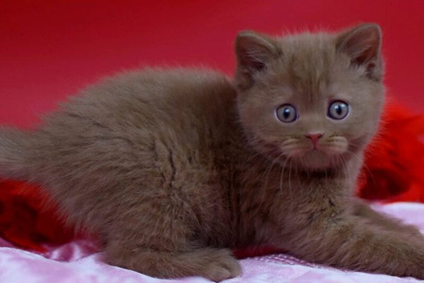 Yanka British Shorthair female cinnamon - live animals