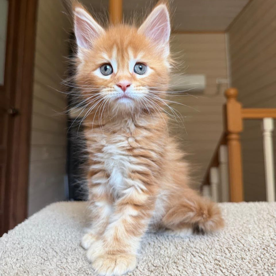 Bazilio Maine Coon polydactyl 6x6x6x6 male, red tabby with white