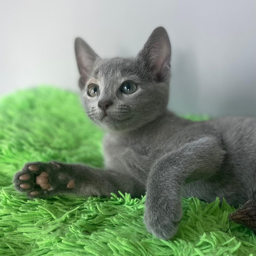 Noi Russian Blue male, blue