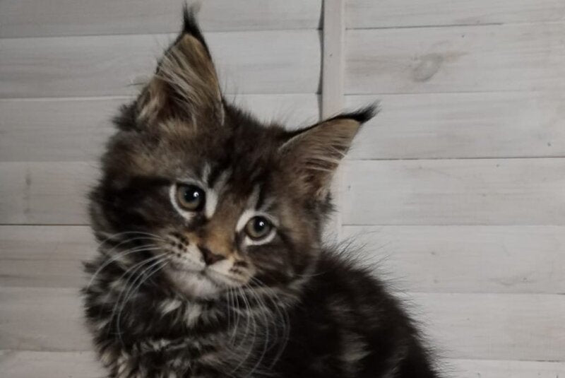 Julienne Maine Coon male black tabby - live animals