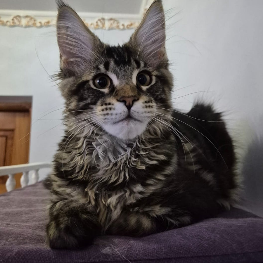 Kaiser Maine Coon male, black tabby