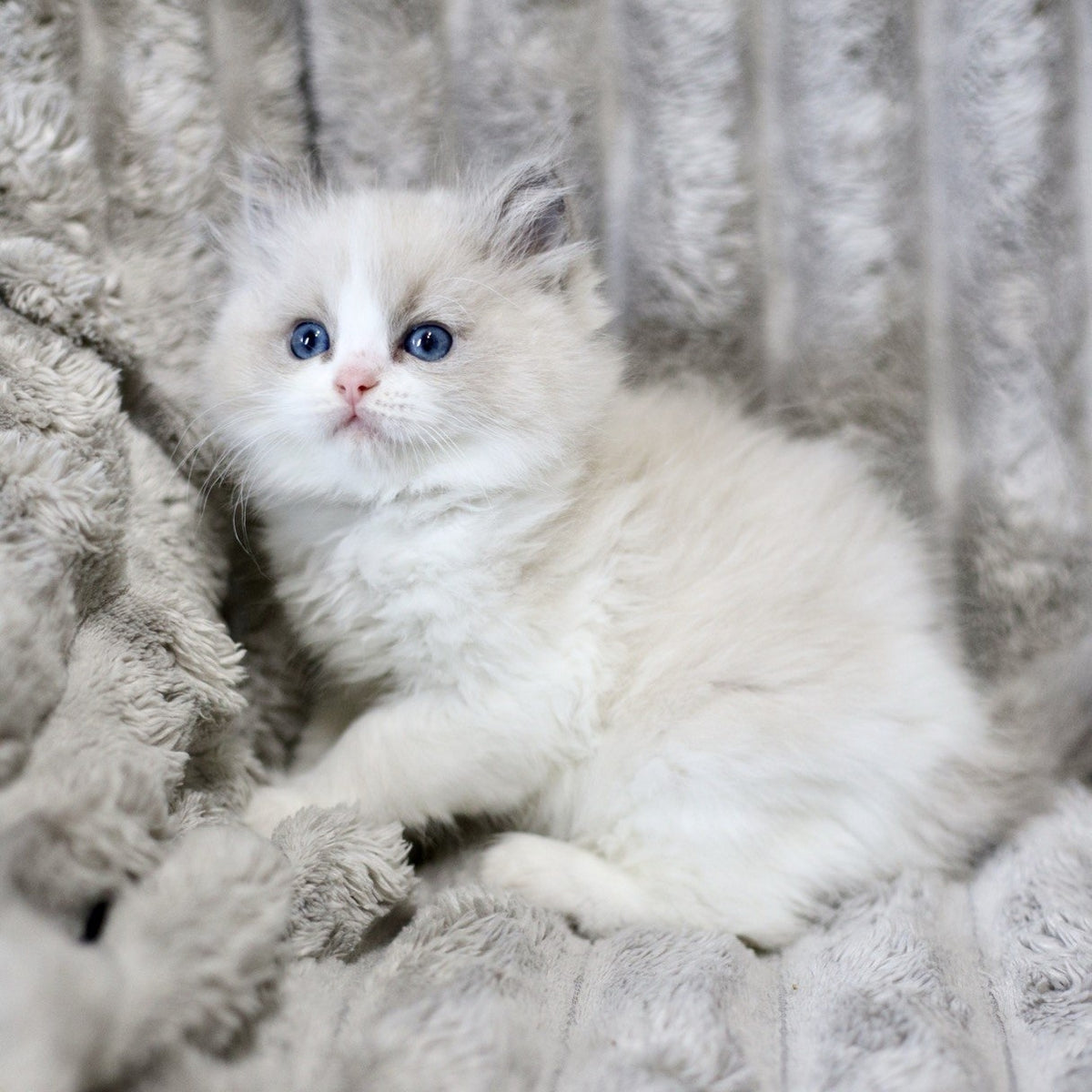 Yasmin Ragdoll female, blue bicolour