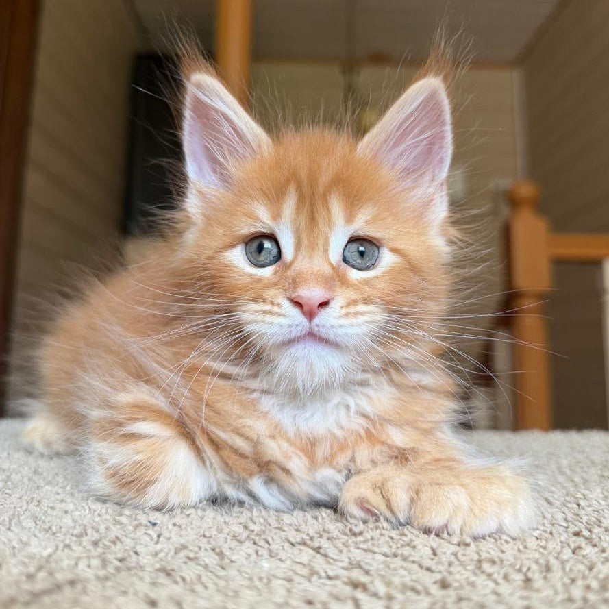 Bazilio Maine Coon polydactyl 6x6x6x6 male, red tabby with white
