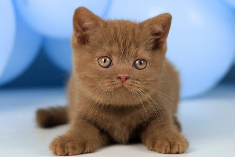 Zachar British Shorthair male, cinnamon