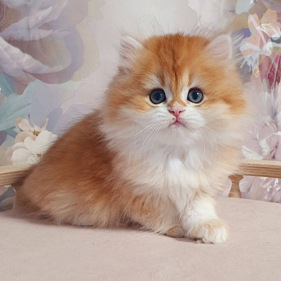 Dzhessi British Longhair female, black golden chinchilla