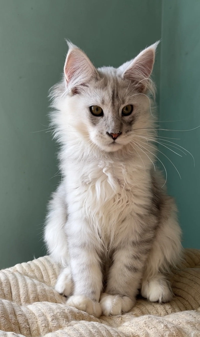 Bravo Maine Coon male, black silver shaded