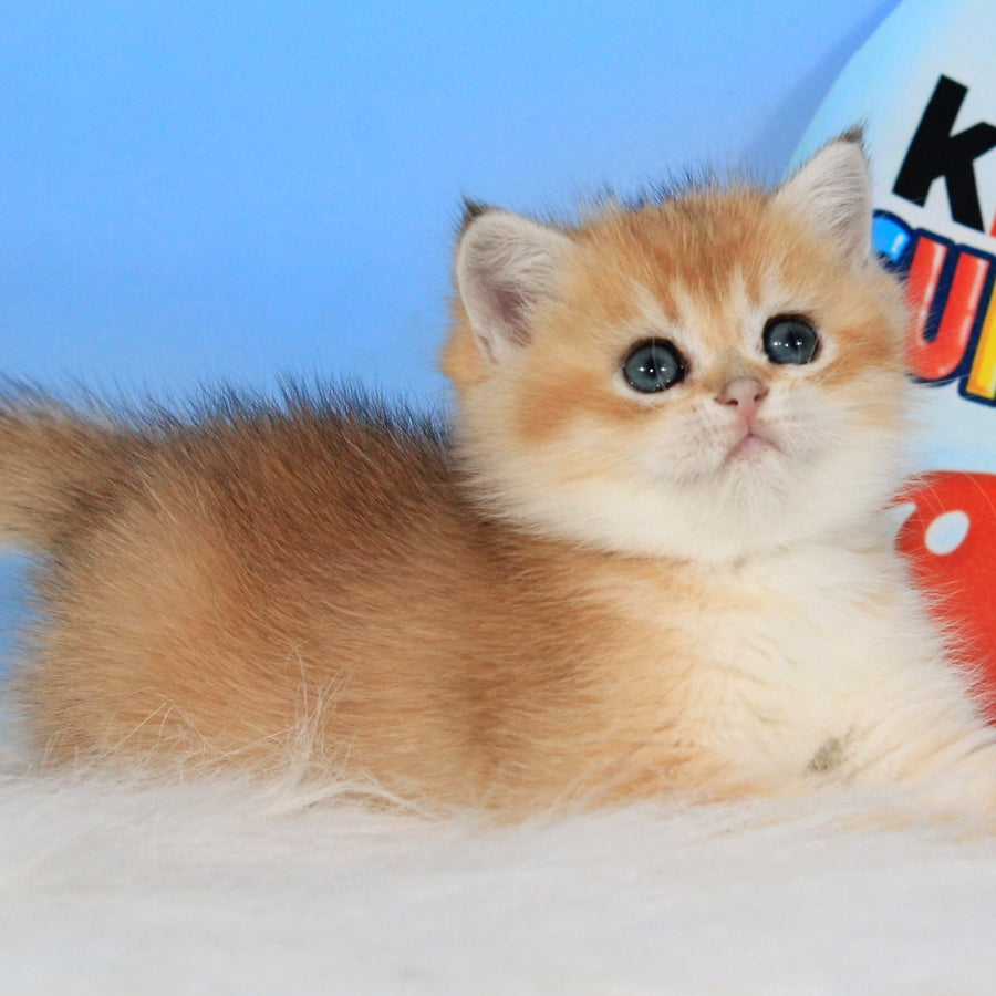 Ustina British Shorthair female, black golden shaded