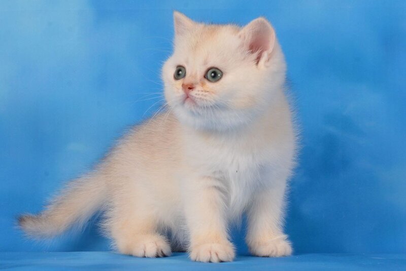 Oliver Scottish Straight male, chocolate silver shaded