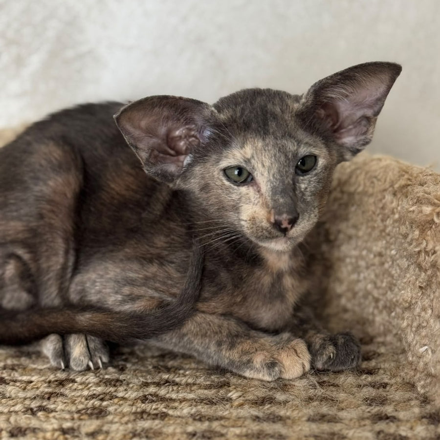 Latifa Oriental Shorthair female, blue tortie