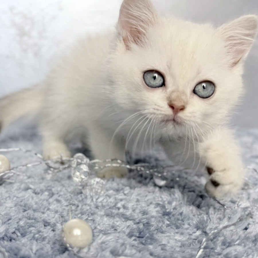 Jordan Scottish Straight female, blue golden shaded pointed