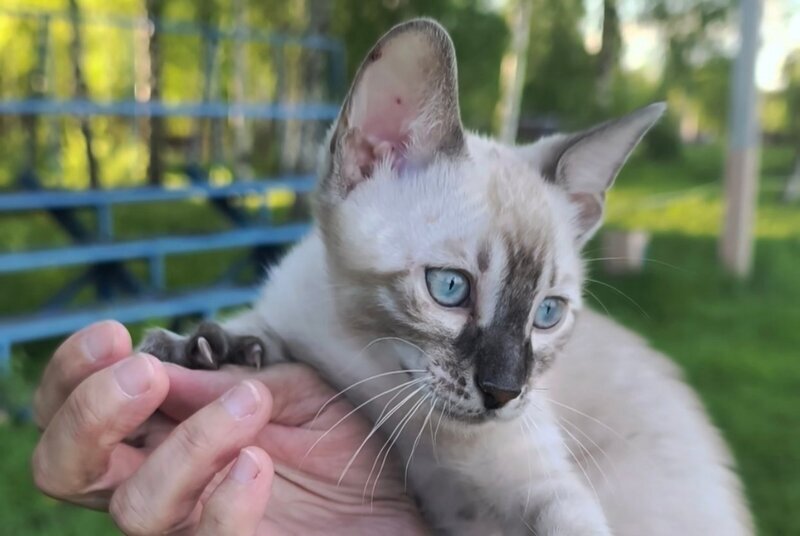 Mist Bengal male, black silver spotted tabby pointed