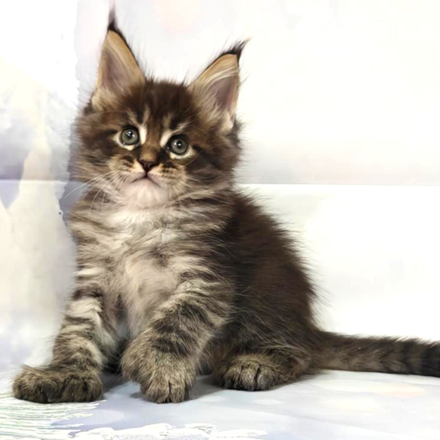 Manhattan Maine Coon polydactyl 6x6x6x6 male, black tabby