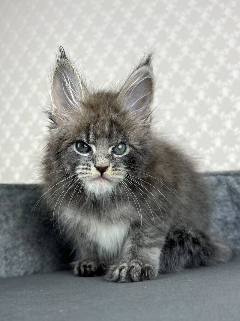 Paradise Maine Coon male, blue tabby