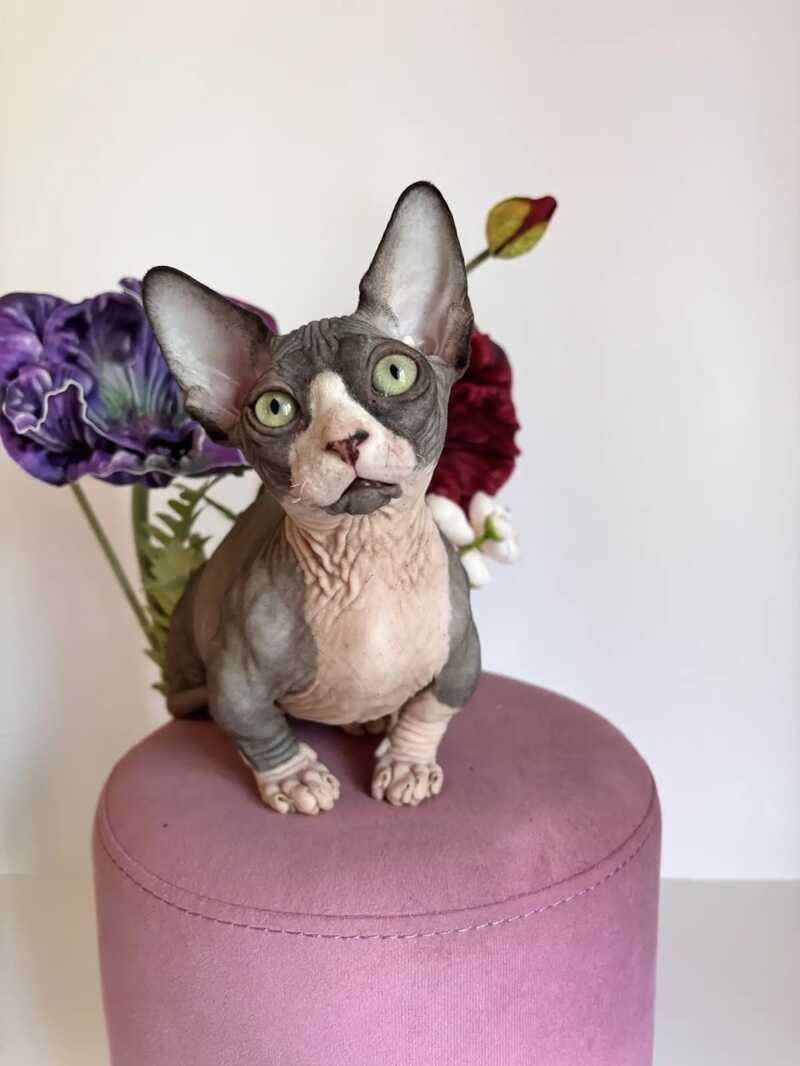 Norman Bambino male black bicolour - live animals