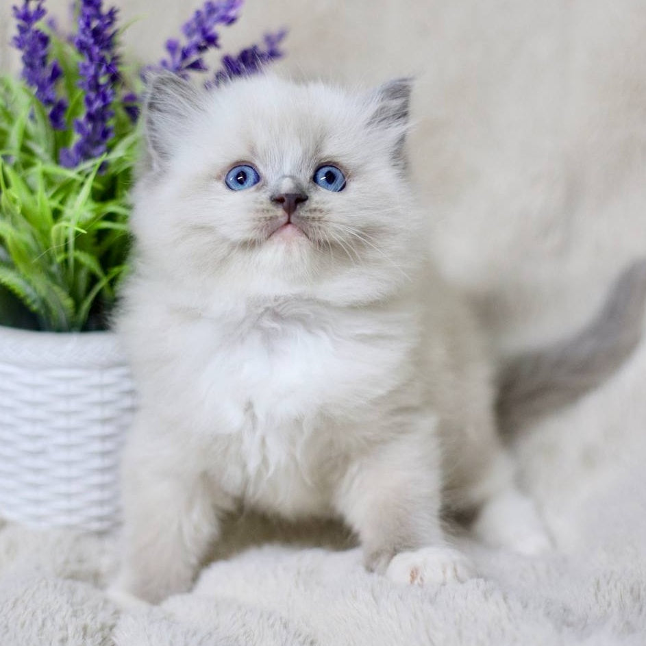 Roddy Ragdoll male, blue mitted