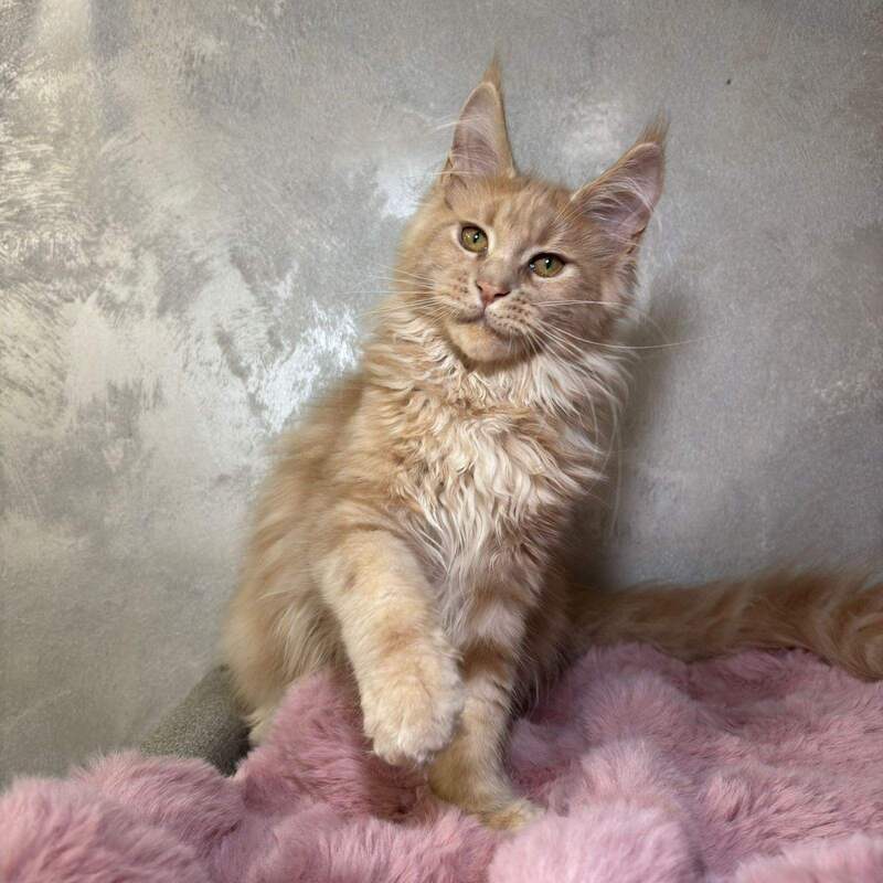 Buster Maine Coon male, cream
