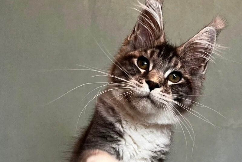 North Maine Coon male, black silver tabby with white