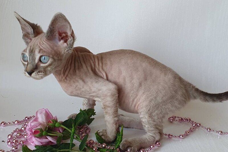 Samantha Devon Rex female black tabby pointed - live animals