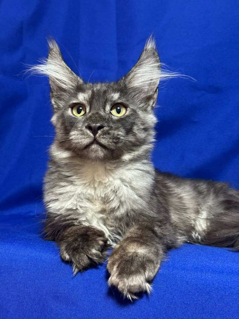 Briz Maine Coon male, black silver