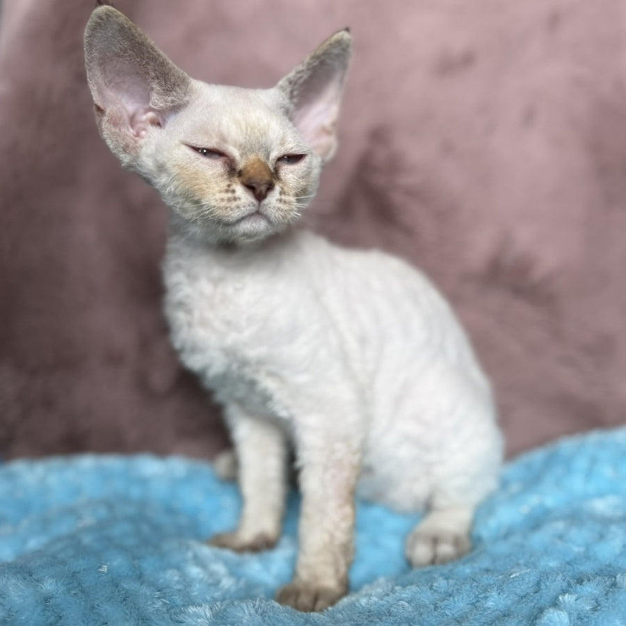 Xia Devon Rex female, seal lynx pointed
