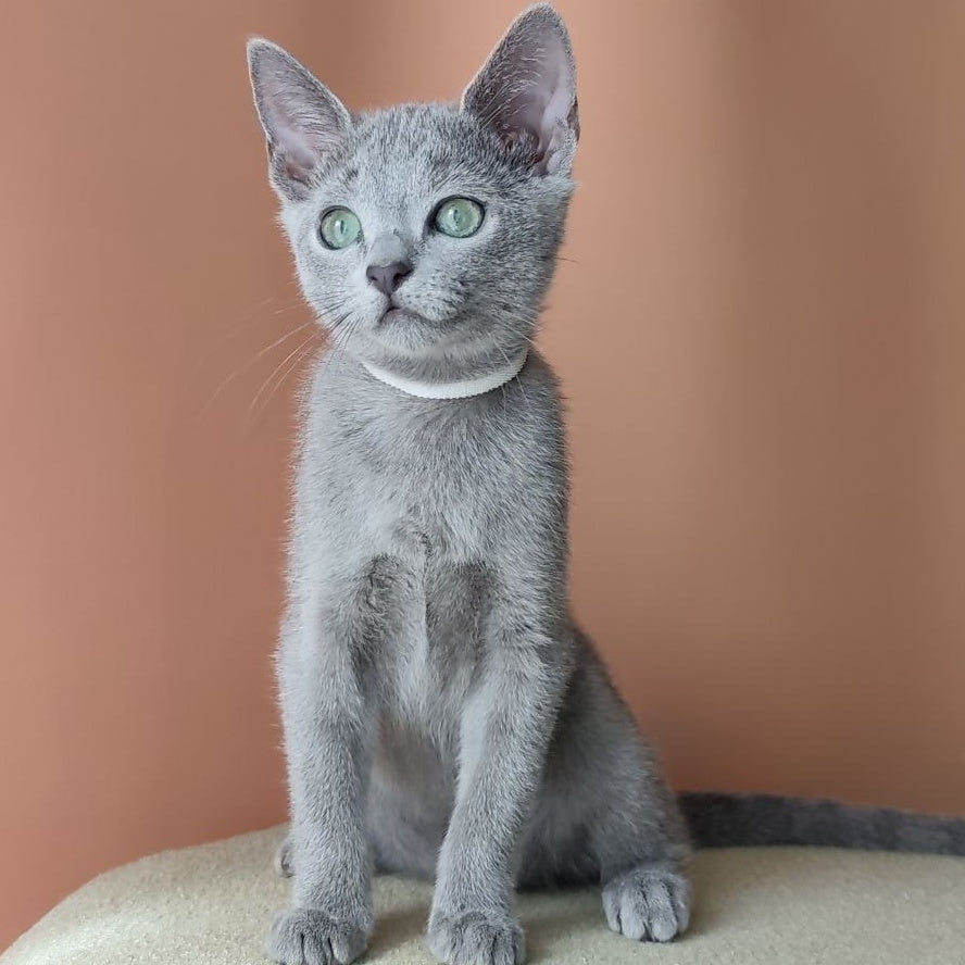 Calypso Russian Blue female, blue