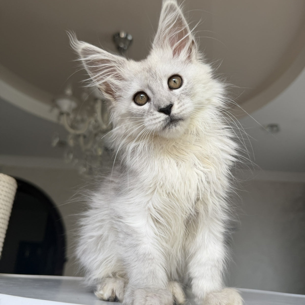 Diora Maine Coon female, black silver shaded