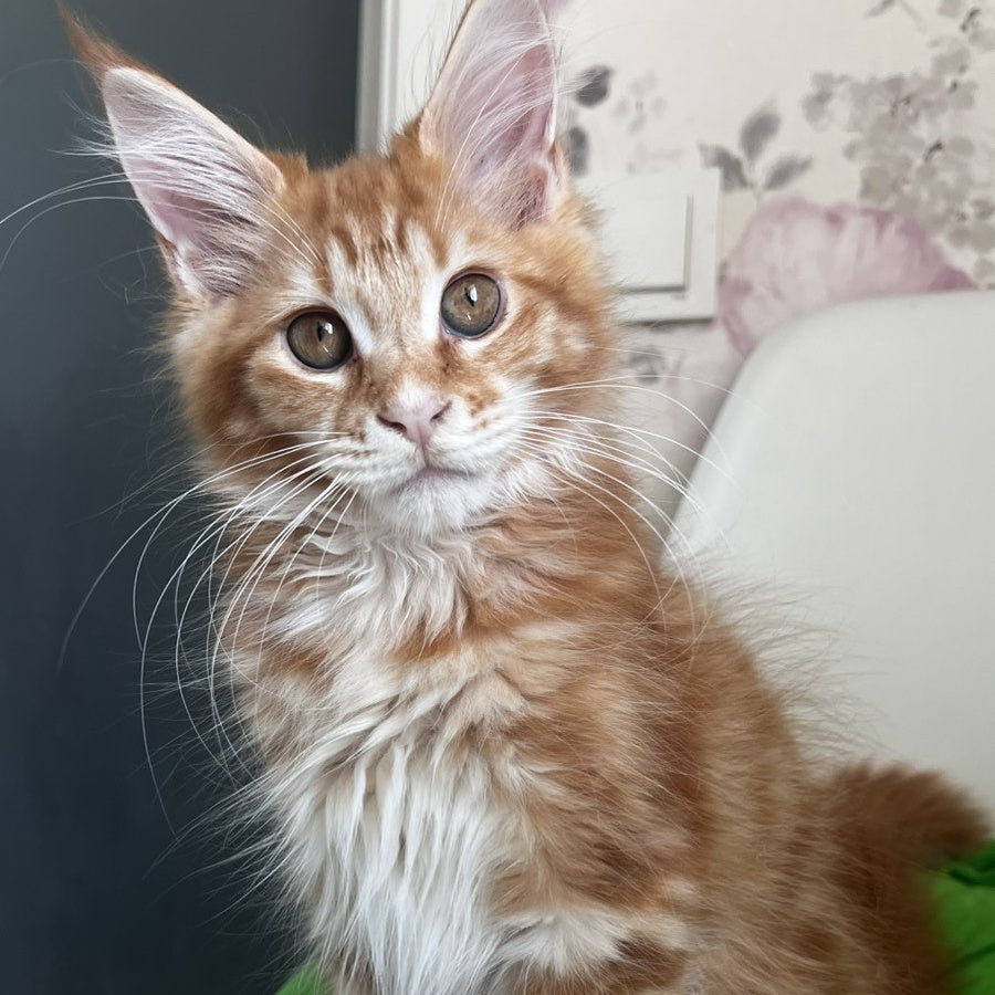 Sparky Maine Coon male, red tabby