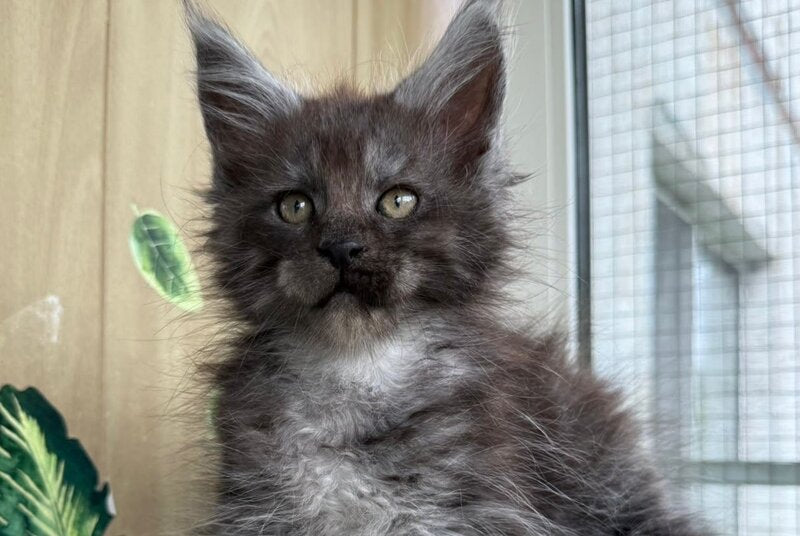 Aquamarine Maine Coon polydactyl male, black silver