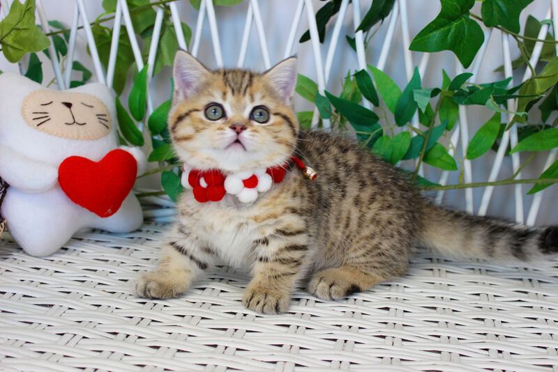 Freya Munchkin female, chocolate golden spotted tabby