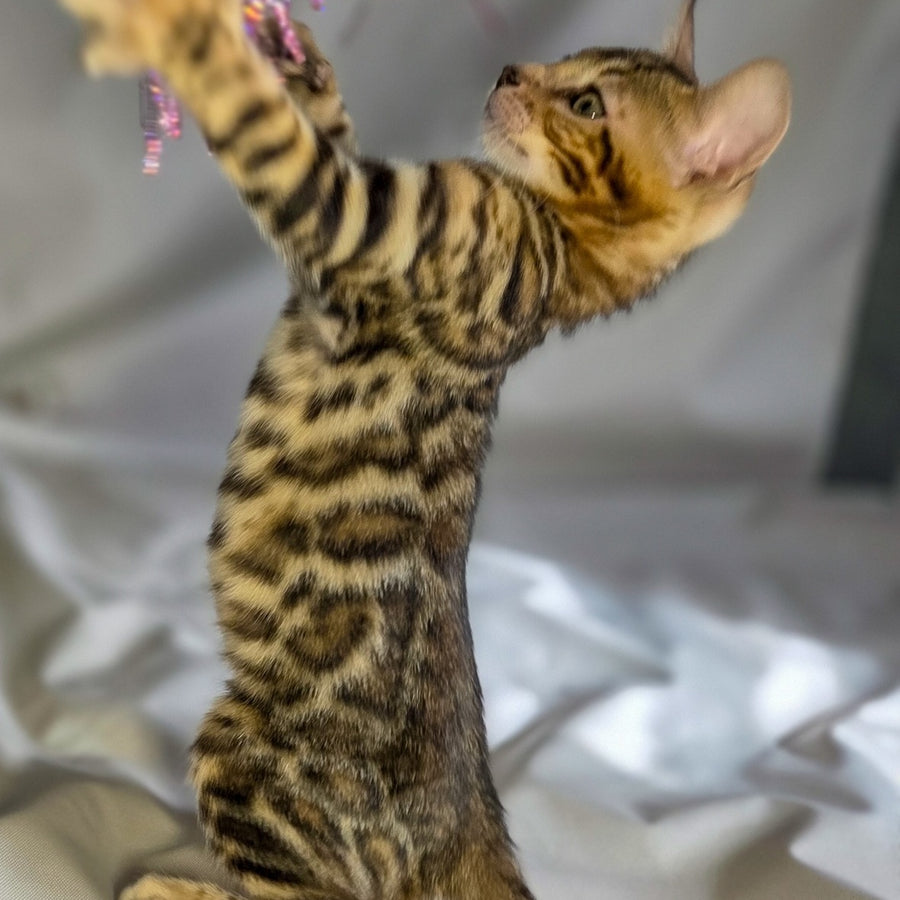 Mike Bengal male, black spotted tabby