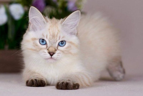 Halva Siberian female black tabby pointed - live animals
