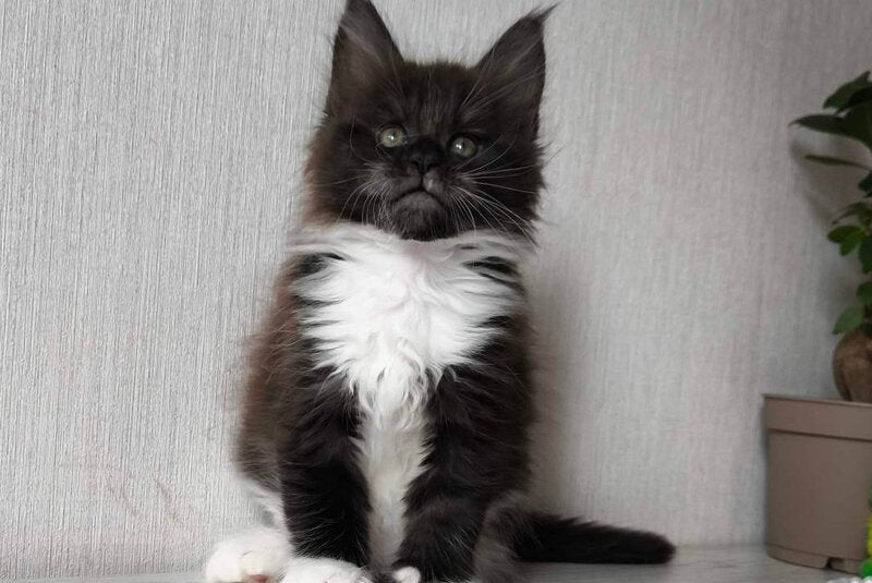 Elizabet Maine Coon female, black silver bicolour