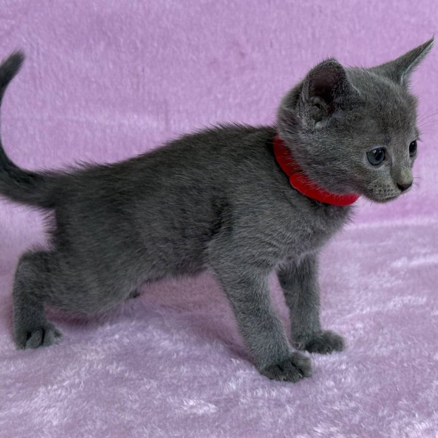Laid Russian Blue male, blue