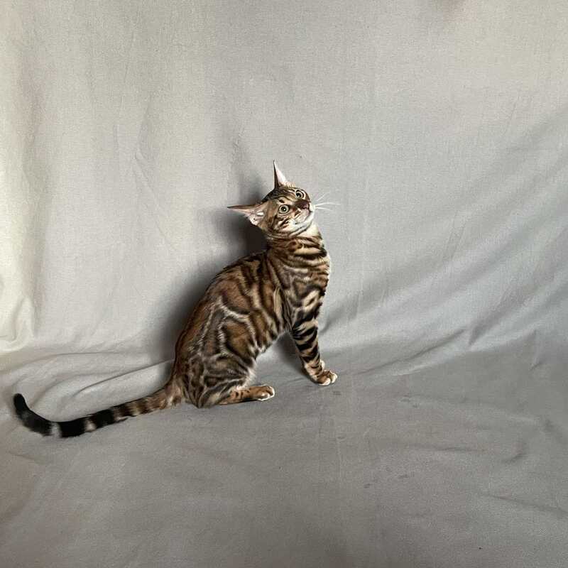Joker Bengal male, black spotted tabby