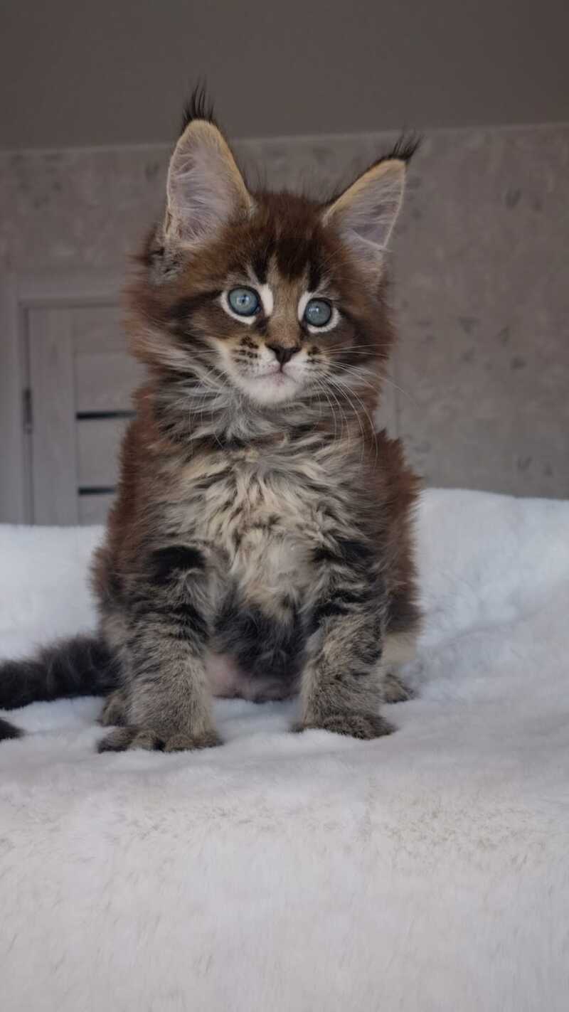 Leopold Maine Coon male black ticked tabby live animals