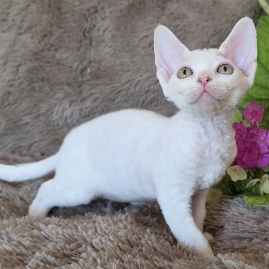 Waikiki Devon Rex female, white