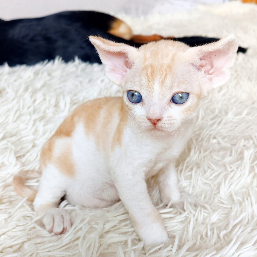 Leon Devon Rex male, red bicolour