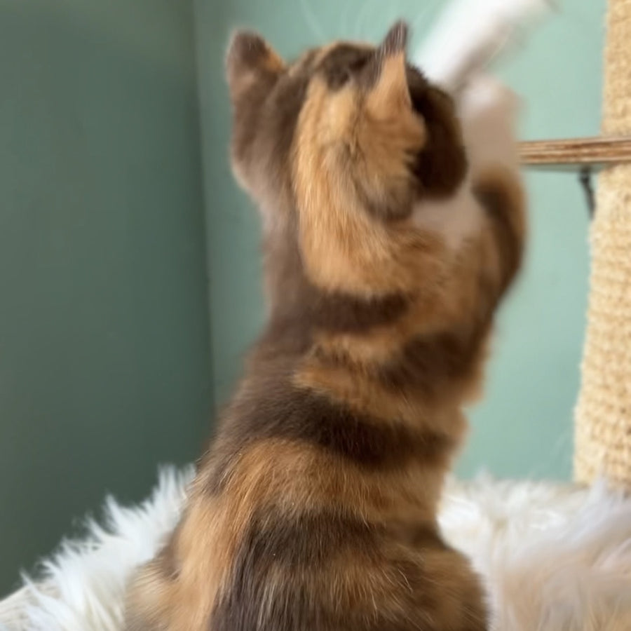 Enigma British Shorthair female, chocolate tortie bicolour