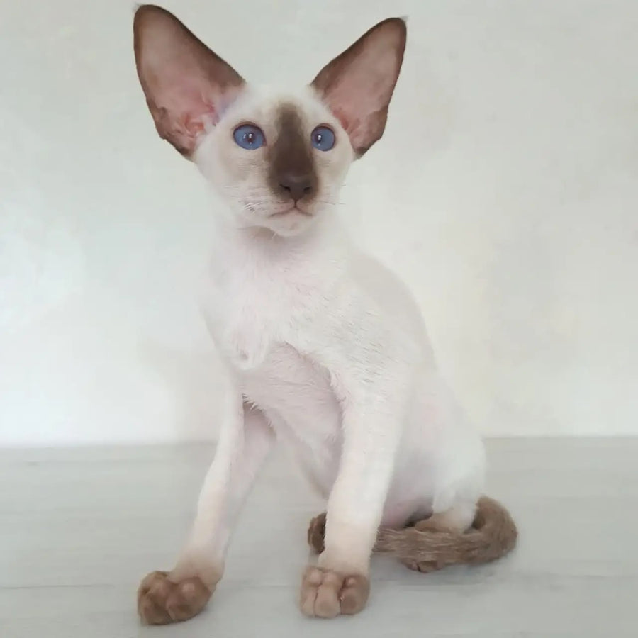 Logan Siamese male, chocolate