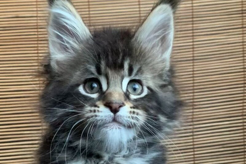Lorelei Maine Coon female black tabby live animals