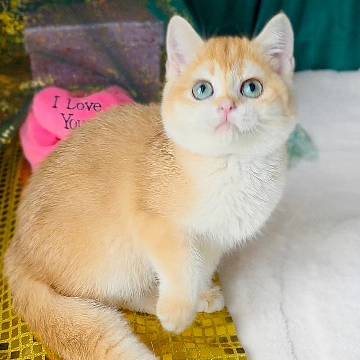 Samantha British Shorthair female, black golden chinchilla