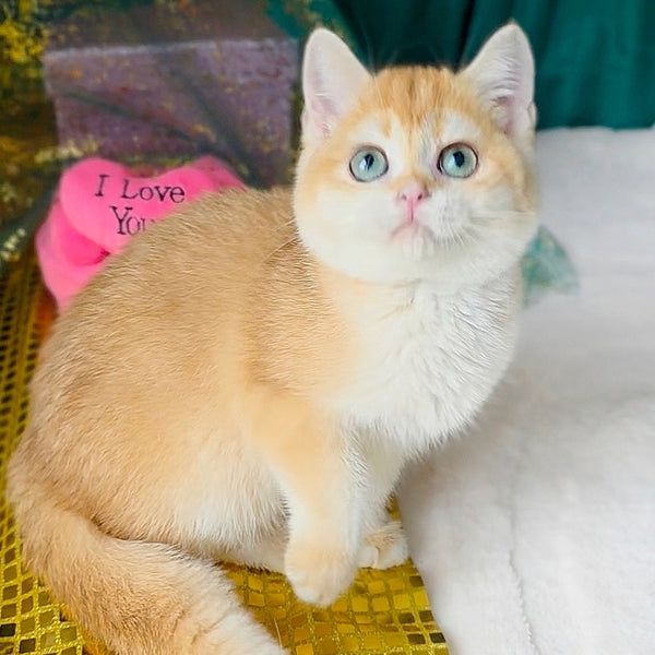 Samantha British Shorthair female, black golden chinchilla