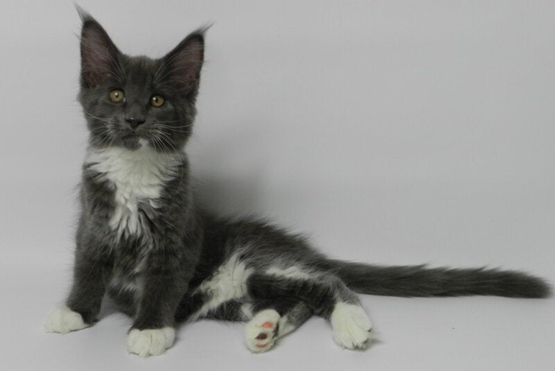 Daisy Maine Coon female, blue bicolour