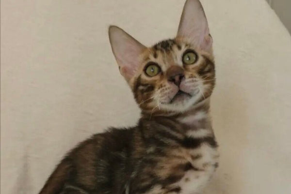 Tulip Bengal male black spotted tabby - live animals