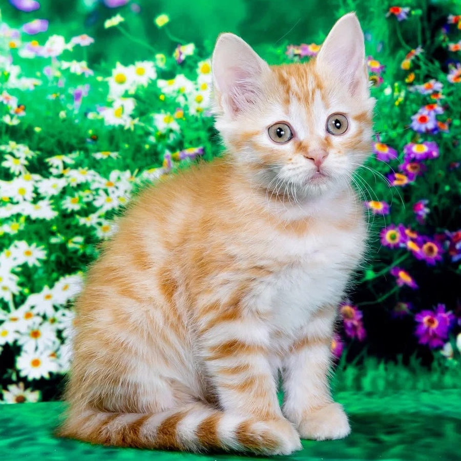 Zhorik Siberian male, red spotted tabby