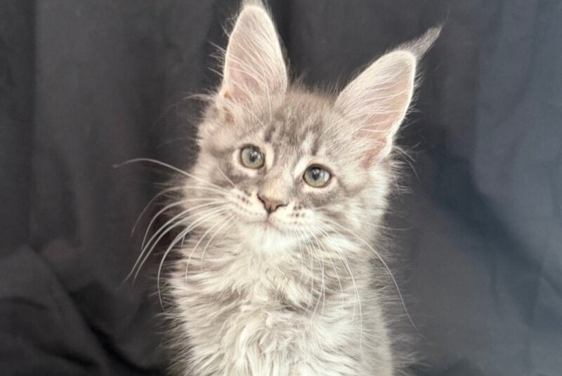 Zangi de Ziro Maine Coon male, blue silver tabby